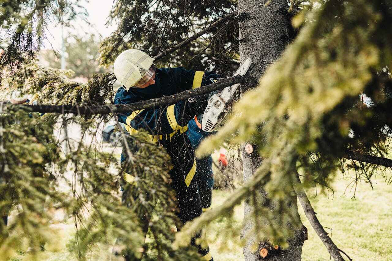 Best Tree Trimming Near Me  in Crystal River, FL